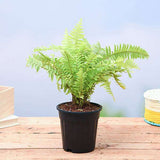 Nephrolepis exaltata aurea, Golden Fern, Pivla Fern - Plant
