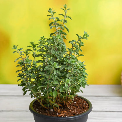 Buy Origanum Majorana, Marjoram, Marwa