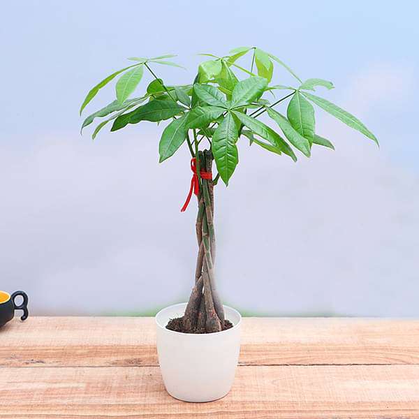 Buy Pachira Five Buds - Plant online from Nurserylive at lowest price.