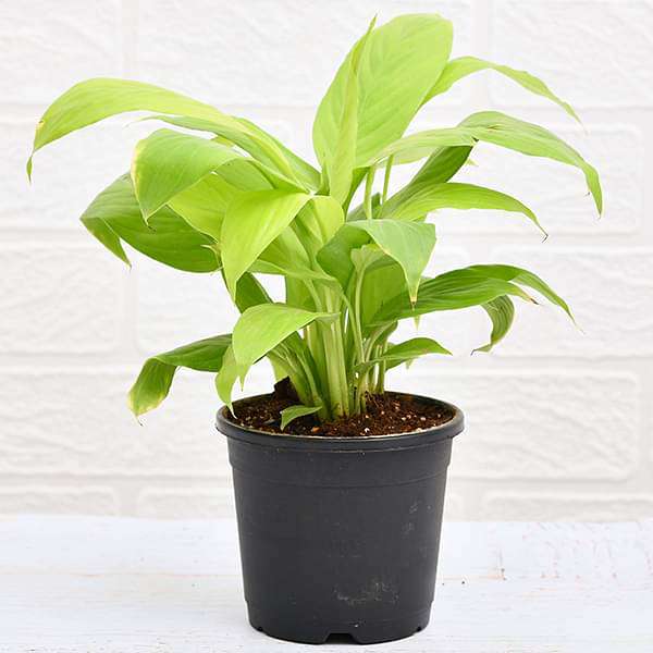 peace lily india hyderabad Buy Peace Lily, Spathiphyllum (Golden)