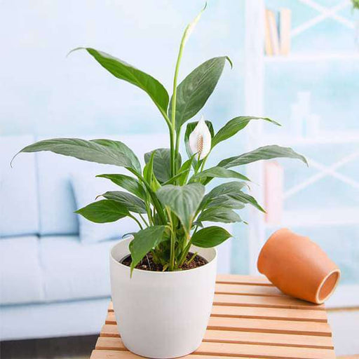 Buy Cassia fistula, Golden shower Tree, Bahava - Plant online from ...