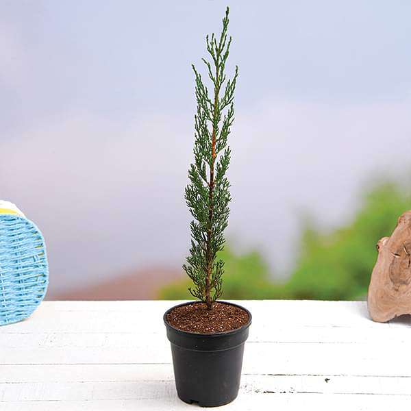pencil palm plant Buy Pencil Pine Cypress, Cupressus sempervirens