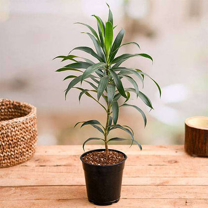 dracaena pleomele song of india Buy Pleomele, Song of India (Green)