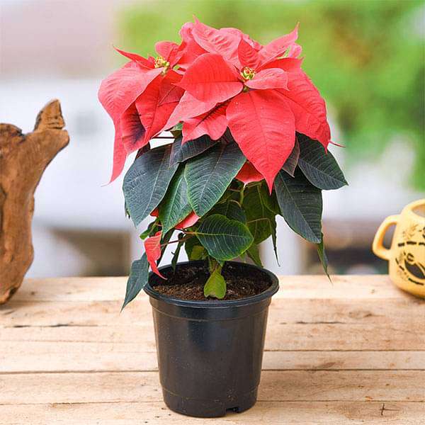 Buy Poinsettia Christmas Flower Red Plant online from Nurserylive at lowest price