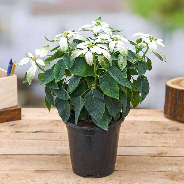 poinsettia succulent Buy Poinsettia, Christmas Flower (White)