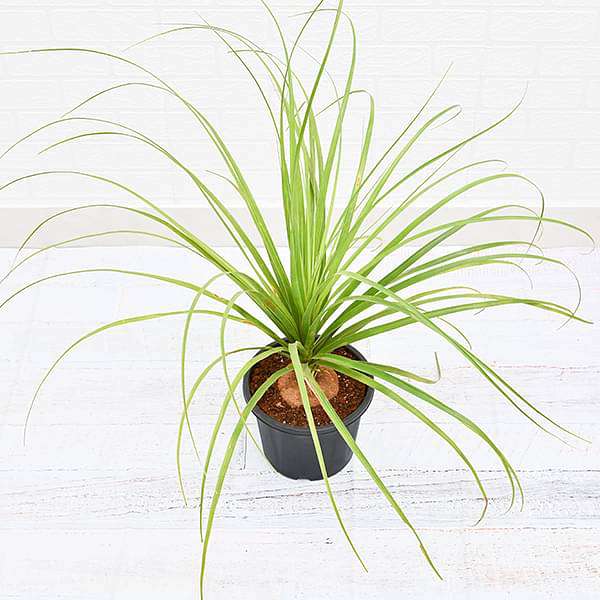 Buy Pony Tail Palm, Beaucarnea Recurvata