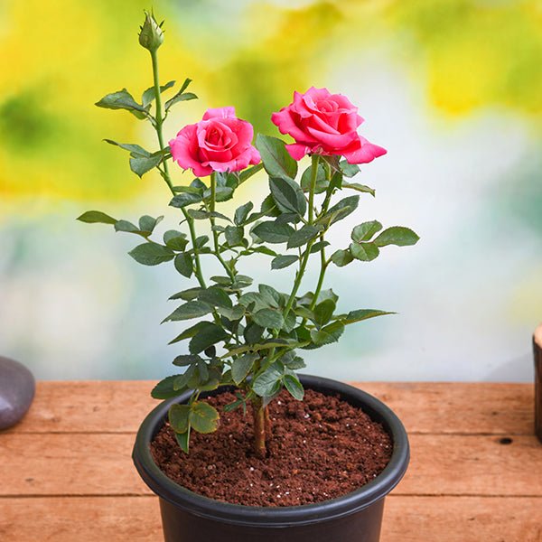 rose (pink) - plant