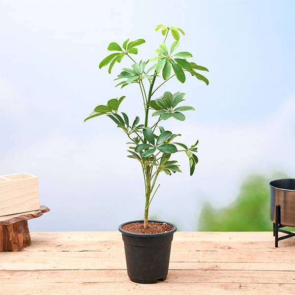 dwarf umbrella tree schefflera arboricola Buy Schefflera