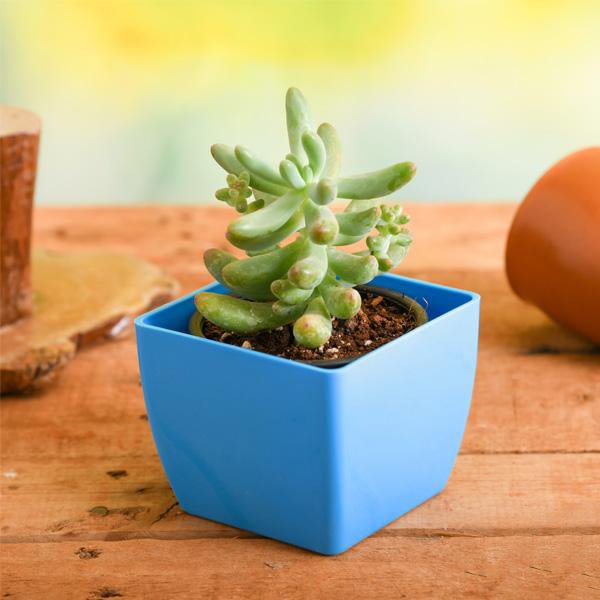 sedum pachyphyllum succulent Buy Sedum pachyphyllum