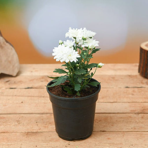 Chrysanthemum 10 Color Flowers Combo - Santhi Online Plants Nursery