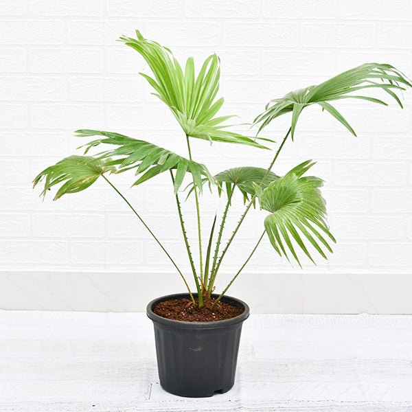 Buy Table palm, Umbrella Palm Plant in 10 inch Grow Bag online from  Nurserylive at lowest price