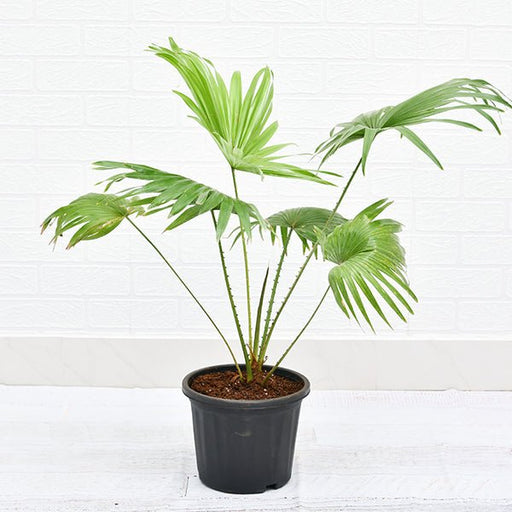 table palm 