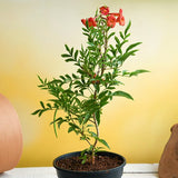 Tecoma (Shurb, Red) - Plant