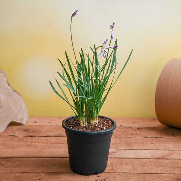 Buy Tulbaghia Fragrans, Sweet Garlic