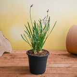 Tulbaghia Fragrans, Sweet Garlic - Plant