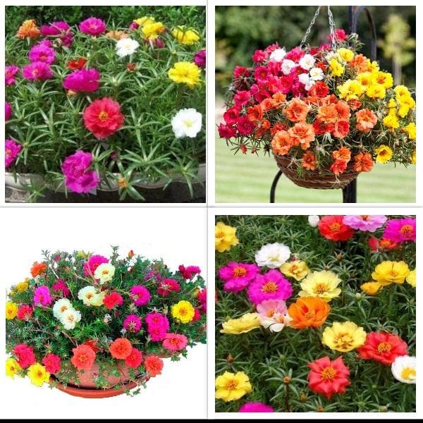 portulaca garden pack (4 plants + 4 colorful pots) 