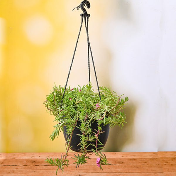 buy indoor hanging plants online Buy Portulaca, 9 O Clock (Any Color, Hanging Basket)