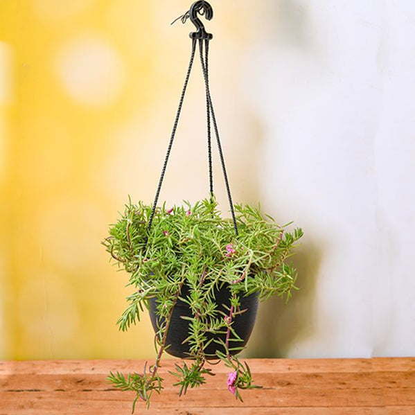 Buy Hanging Plants online from Nurserylive at lowest price.