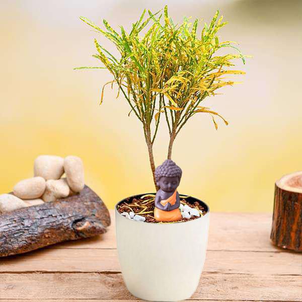 Buy Radiant Croton Plant with Buddha Idol for Good Luck online from  Nurserylive at lowest price