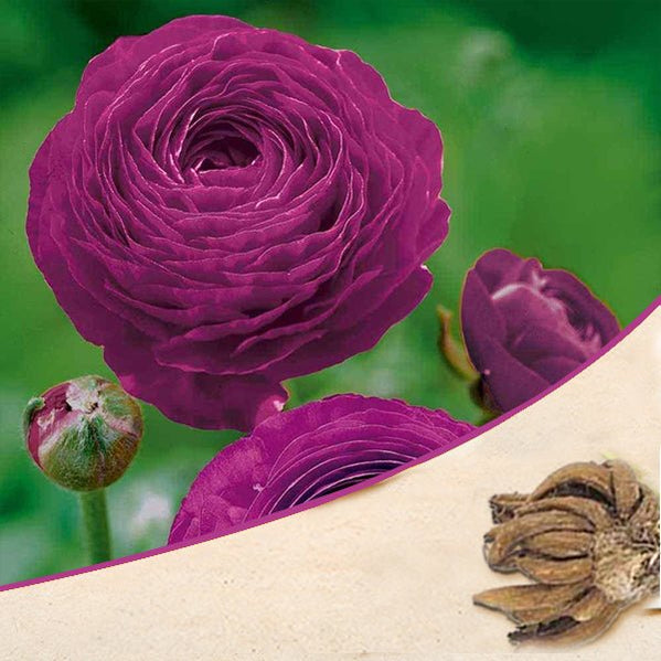 Beautiful Ranunculus Flower Bulbs — Nurserylive