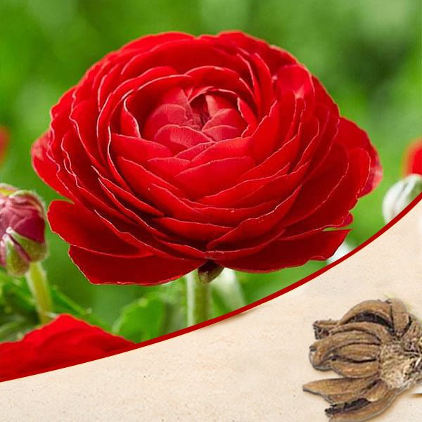 Buy Ranunculus (Red) - Bulbs online from Nurserylive at lowest price.