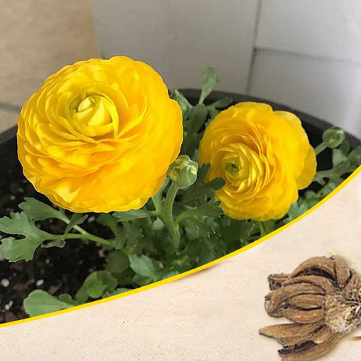 thumbnail interactive-video image 1 of Buy PARYAVARAAN Ranunculus Flower Bulbs For Home Gardening Pack Of 20 Bulbs In Packet Online At Best Prices In India 1 of 12