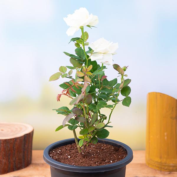 indoor white rose plant Buy Rose (White)