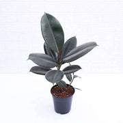 rubber tree - plant