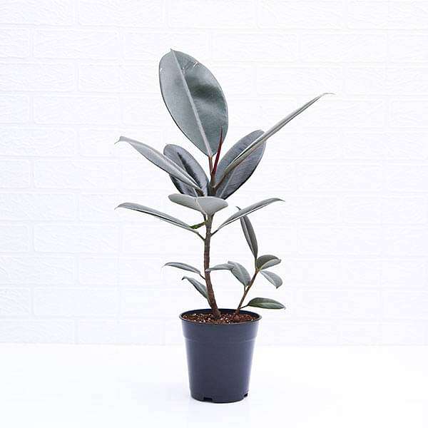 black prince rubber tree benefits Buy Rubber Tree, Rubber Plant, Ficus elastica (Black Prince, Burgundy)