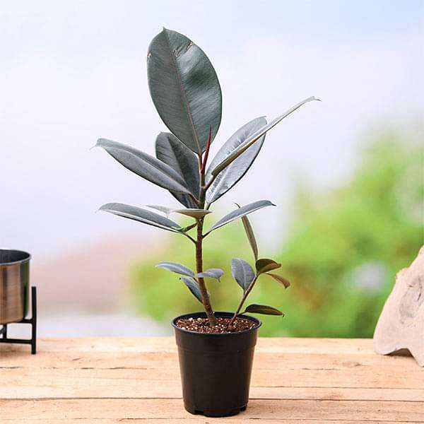 rubber indoor plant Buy Rubber Tree, Rubber Plant, Ficus elastica (Black Prince, Burgundy)