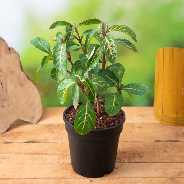 tiger leaf indoor plant Buy Sanchezia Nobilis, Tiger Plant, Aphelandra
