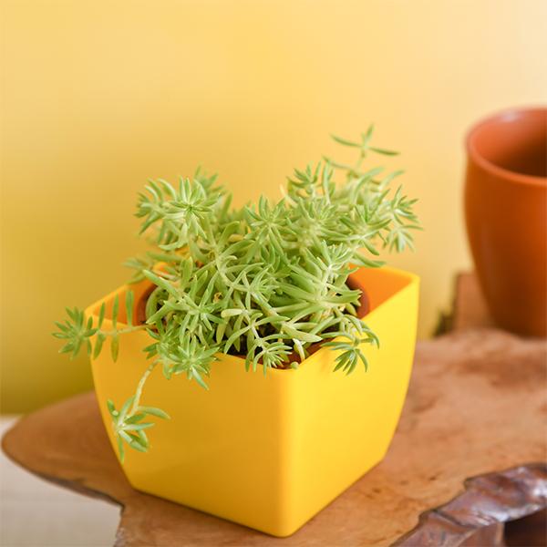 succulent yellow sedum Buy Sedum Angelina (Green)
