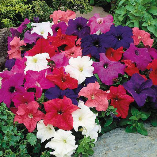 winter season flower seeds Buy Set of 10 Best Flower Seeds to Sow in Winter Season online from Nurserylive at lowest price
