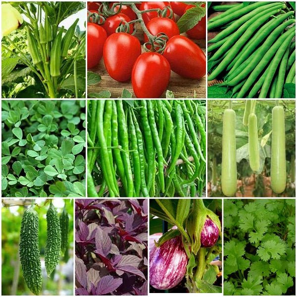 Set of 10 Best Vegetable Seeds to Sow in Summer Season