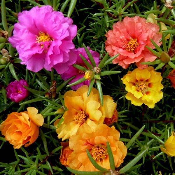Buy Set of 10 Flowering Seeds to Sow in April, May in North India ...