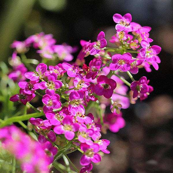 december flower seeds Buy Set of 10 Flowering Seeds to Sow in December, January in North India online from Nurserylive at lowest price