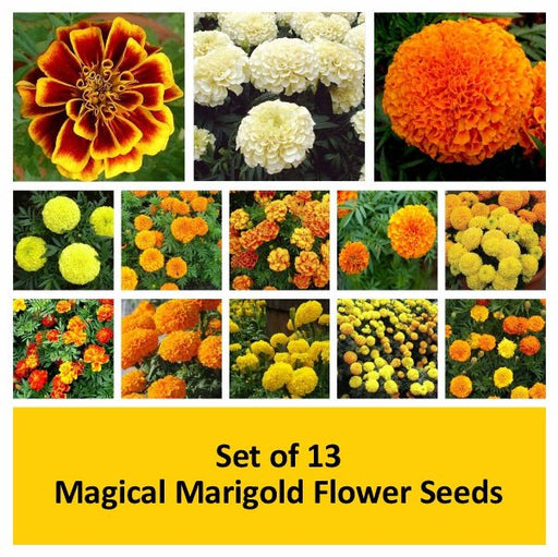 set of 13 magical marigold flower seeds 