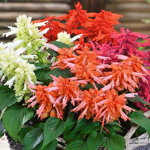 rainy season flower seeds Buy Set of 16 Best Flower Seeds to Sow in Rainy Season online from  Nurserylive at lowest price