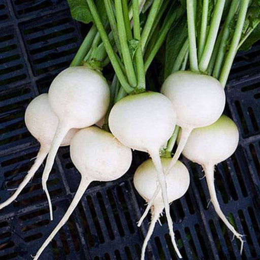 set of 17 best radish and carrot seeds 
