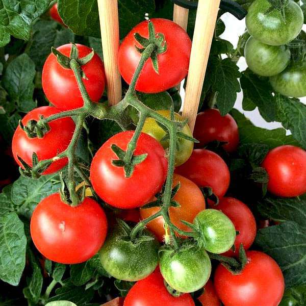 set of 20 tangy tomato vegetable seeds 