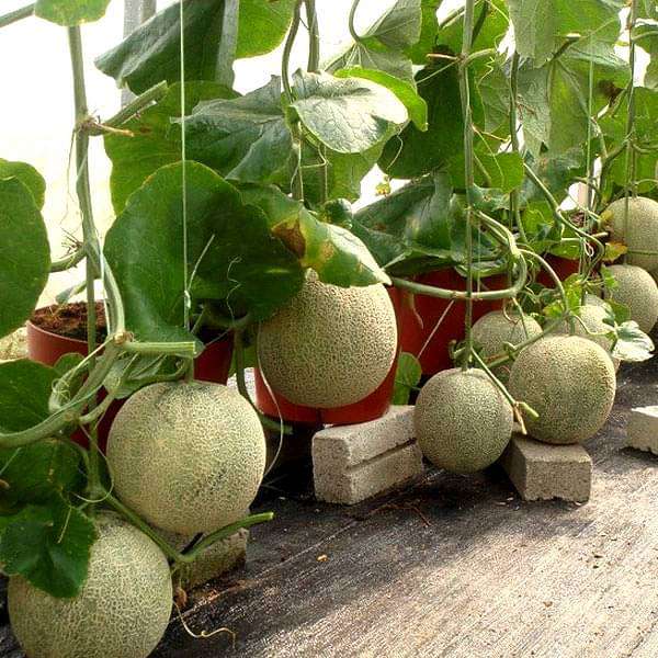 fruit plant seeds online Buy Set of 8 Best Fruit Seeds online from Nurserylive at lowest price