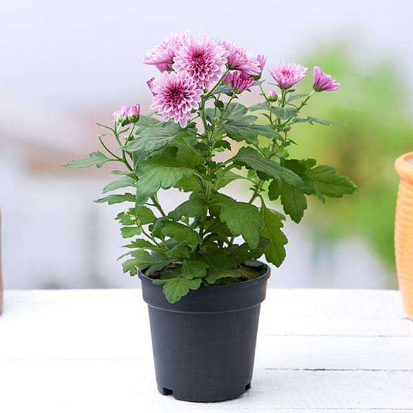Buy Chrysanthemum Plants online from Nurserylive at lowest price.