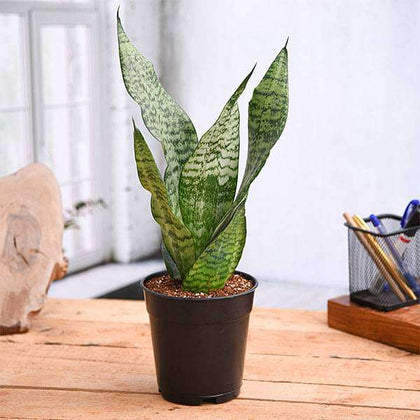 snake plant price in nursery Buy Snake Plant, Sansevieria trifasciata, Sansevieria zeylanica