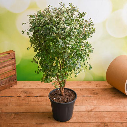 chiba plante Holiday Cactus 'Chiba Spot' For Sale – Logee's Plants main image 0