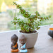 spread luck and happiness with jade plant and buddha 