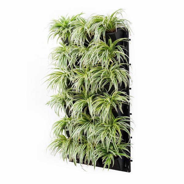 spider plants price Buy Stunning Spider Plants for Attractive Indoor Vertical Garden online from Nurserylive at lowest price
