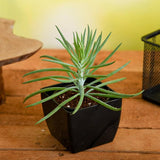 Succulent Bush Senecio, Senecio barbertonicus - Succulent Plant