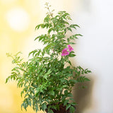 Tecoma (Shurb, Pink) - Plant