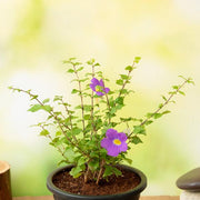 thunbergia erecta nana - plant