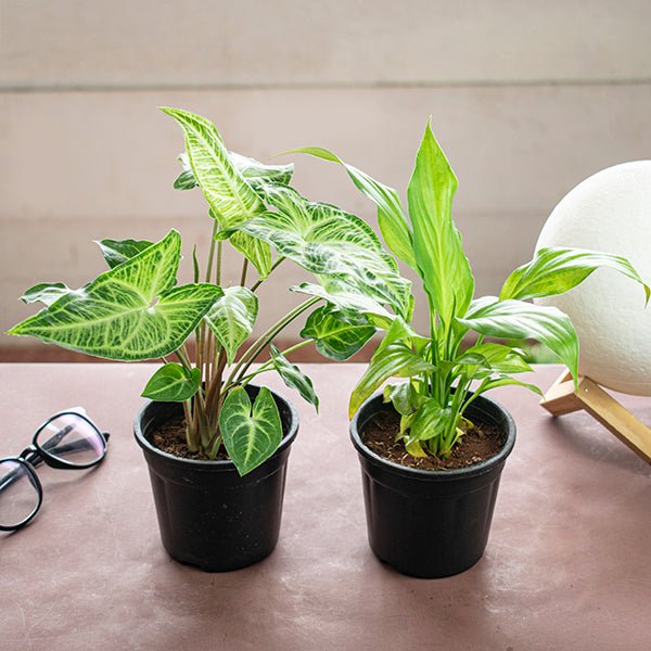 Top 2 Plants for Clean Indoor Air